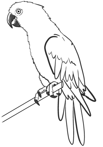 Perched Macaw Coloring Page